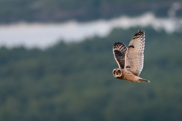 猫头鹰,图片下载