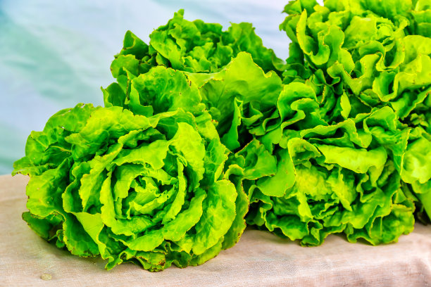 绿黄油生菜图片下载