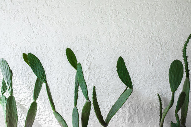 仙人掌和白色书写空间，家庭装饰图片下载