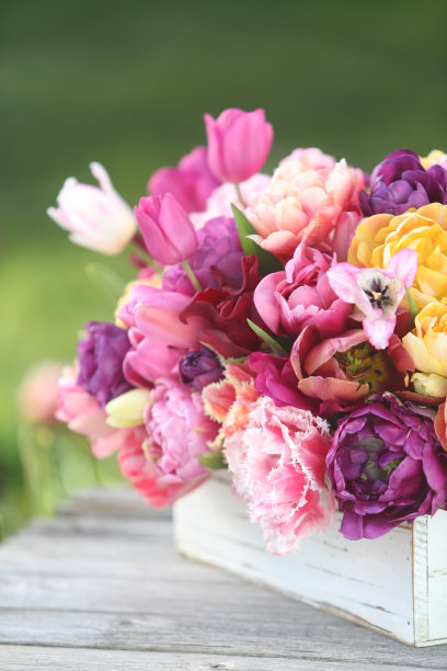 郁金香图片下载