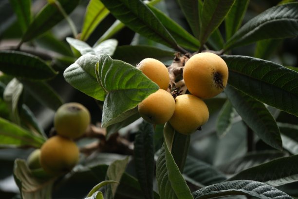 树上的枇杷图片下载