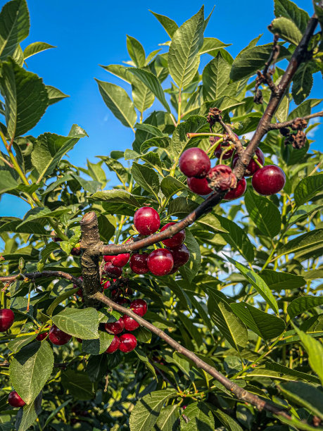树上的樱桃图片下载