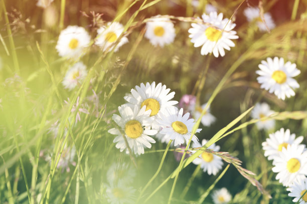 鲜花背景与雏菊。卡婚礼，假期，情人节，事件，安排的概念。优雅浪漫的风格。有选择性的重点图片下载
