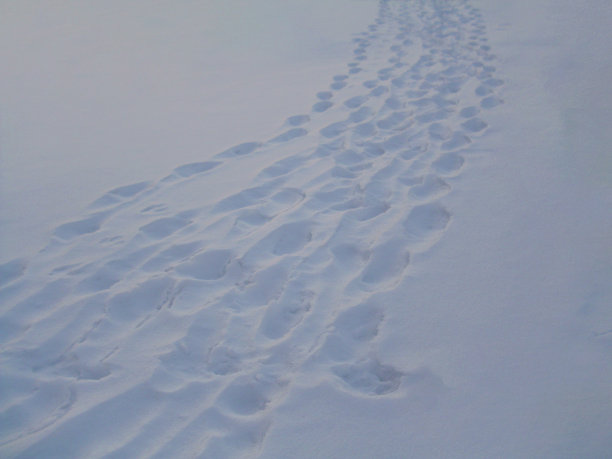白色的雪带着蓝色，雪地里的脚印图片下载