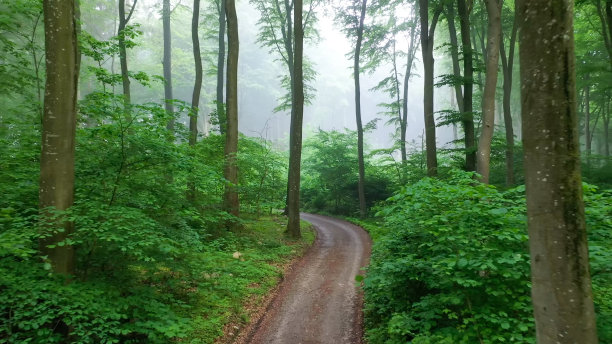森林中有小路的绿色林地图片下载