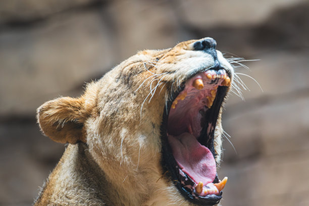 英国布莱克浦动物园的雌狮图片下载