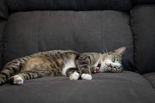 快乐的虎斑猫。在家放松的家猫。家猫在公寓的沙发上休息图片下载