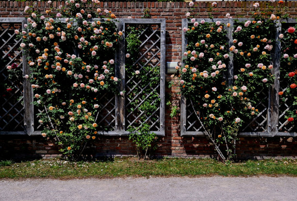 挡土墙和带有棚架和玫瑰的露台。屋顶花园上的矩形黄杨木修剪树篱。后院的意大利花园爬树紫藤，粉红色，白色，台阶，砖墙，格子图片下载