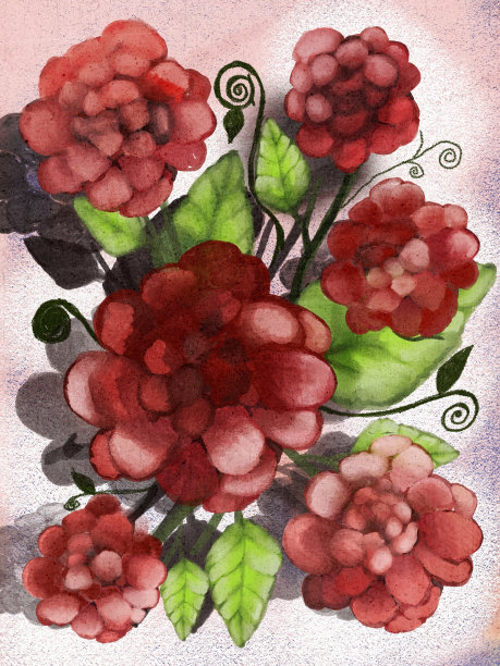 大朵秋海棠花插图图片下载