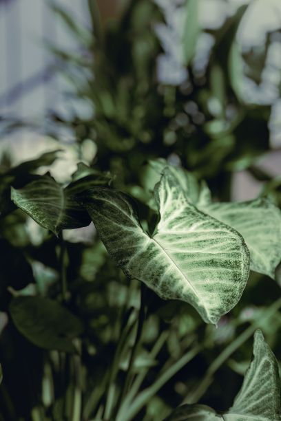 室内花园中盆栽diffenbacachia植物的垂直照片图片下载