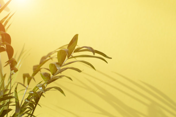 一棵装饰棕榈树的绿色树枝，黄色背景上有阴影。背景。有选择性的重点图片下载
