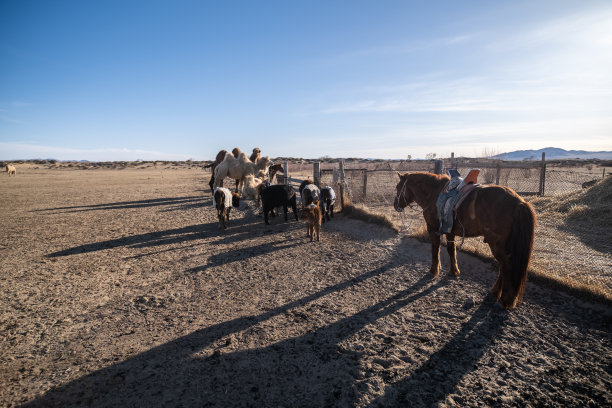 马在蒙古游牧露营图片下载