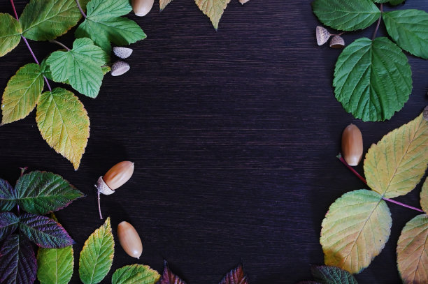 秋叶在黑暗背景上的布局。回到学校。图片下载