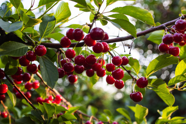 果园田野里成熟的酸樱桃树图片下载