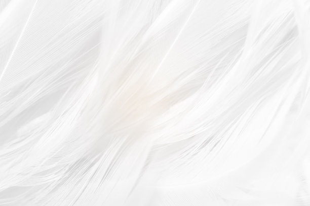 软焦点白色羽毛毛茸茸的图案纹理背景图片下载