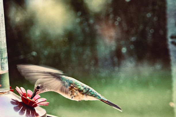 透过窗户看特写蜂鸟盘旋在花园喂食器的早春早晨模糊的背景与空间复制图片下载