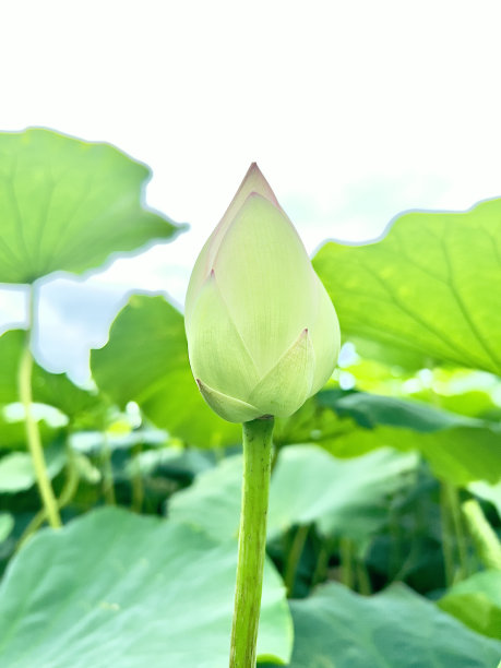 荷花芽绿叶背景图片下载