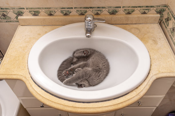 有深灰色英国短毛的家猫在一个关闭的水龙头下的水槽里图片下载