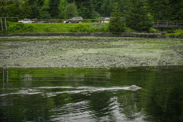 海豹在布朗湾度假房车公园，坎贝尔河，温哥华岛，卑诗省，加拿大图片下载