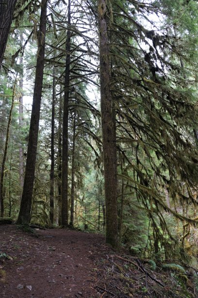 俄勒冈州潮湿的森林图片下载