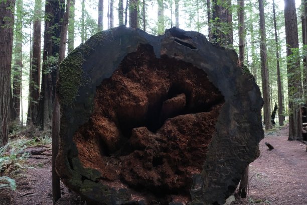 红木公园巨人大道图片下载