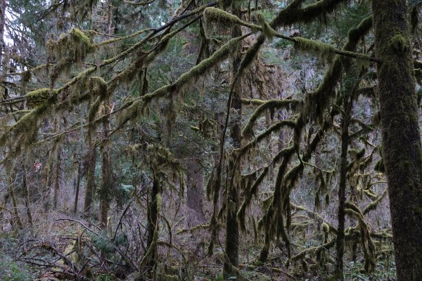 俄勒冈州潮湿的森林图片下载