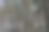 俄勒冈州潮湿的森林图片下载