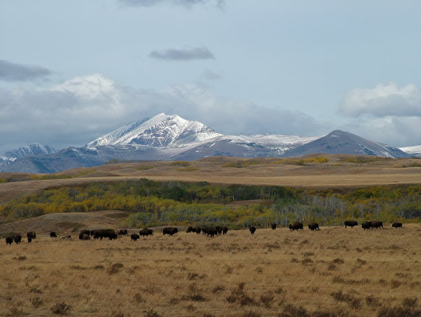 雪山下的野牛群图片下载