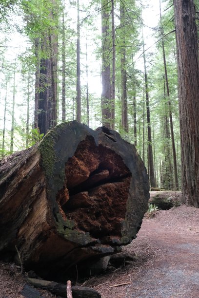 红木公园巨人大道图片下载