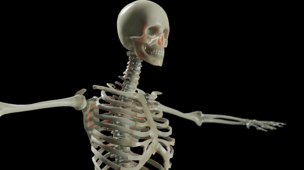 人类男性骨骼解剖。医疗精准，黑色背景，3d渲染图片下载