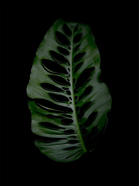 绿叶摄影棚照片图片下载