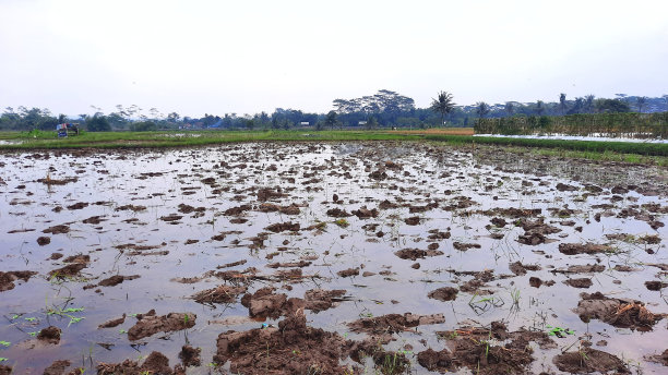稻田:已耕种或犁过的水田水稻种植前的稻田处理。图片下载