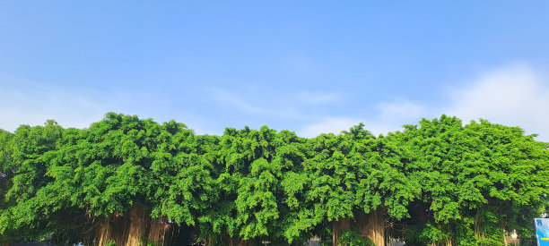 绿色的树顶线在蓝色的天空背景在夏天图片下载