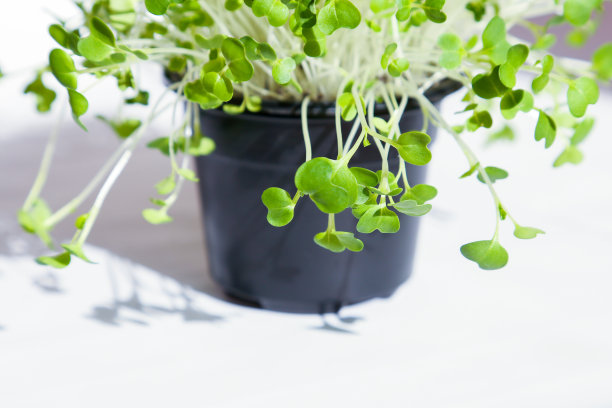 小白菜微绿、芝麻菜微绿、豆芽苗、黑锅白底芽。有选择性的重点图片下载