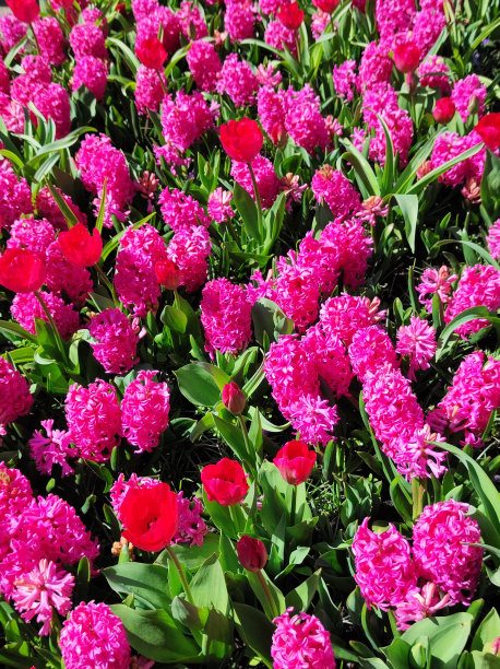 在明媚的春日里，库肯霍夫花园姹紫嫣红图片下载