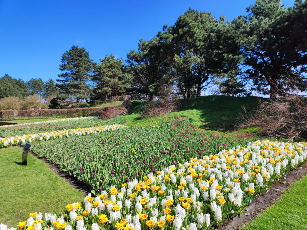 在明媚的春日里，库肯霍夫花园姹紫嫣红图片下载