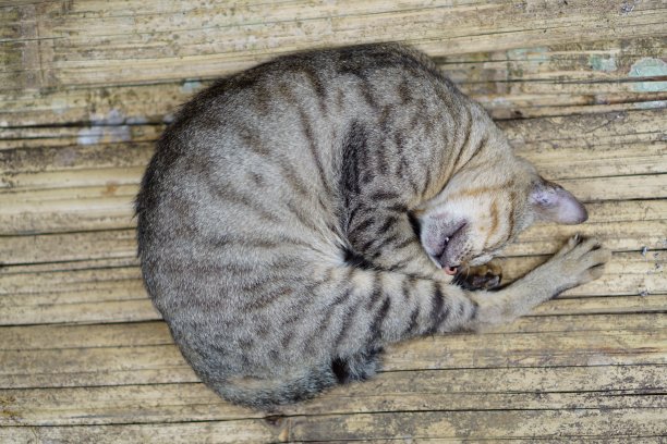 熟睡的流浪猫图片下载