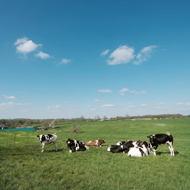 荷兰南林堡草地上的斑点牛和绿草图片下载