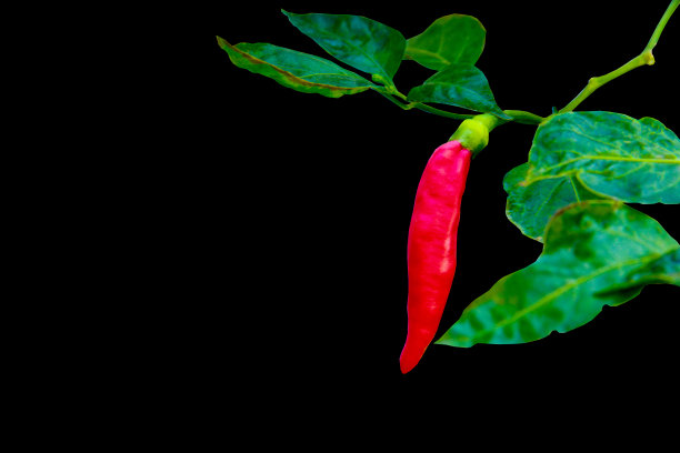 红色的辣椒与绿色的叶子在一个分支上孤立的黑色背景与剪辑路径图片下载
