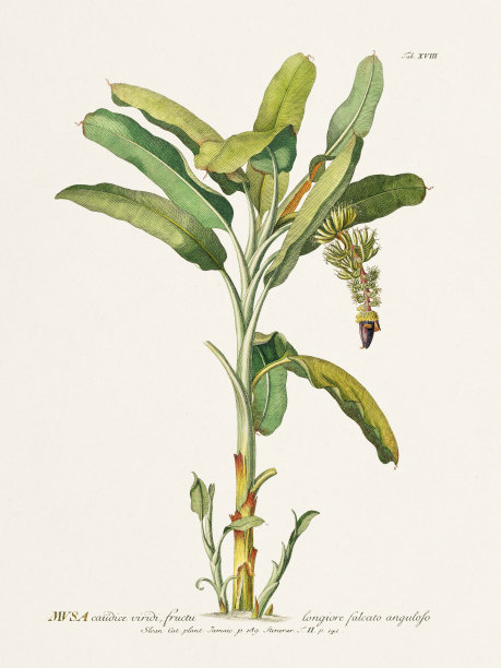 18世纪植物插图图片下载