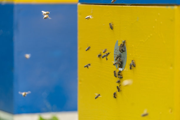 蜜蜂在蜂房里飞到蜂巢旁边采蜜，特写图片下载