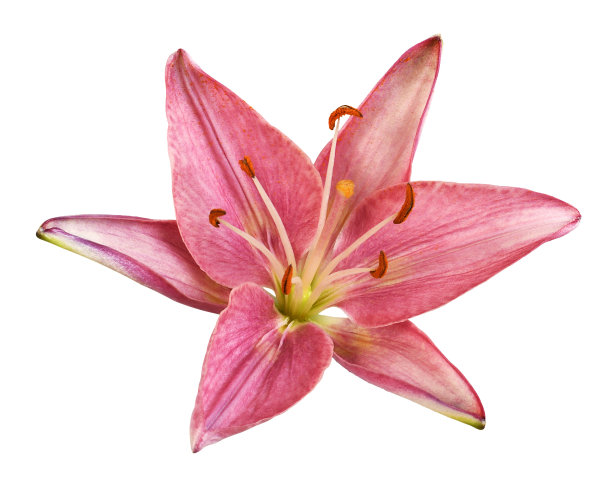 珊瑚百合花，孤立于白色上图片下载