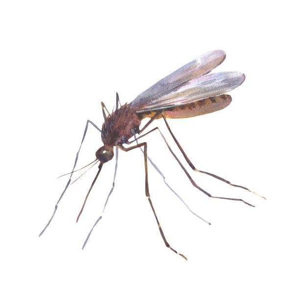 手绘水彩插图，一只孤立的蚊子在白色的背景图片下载