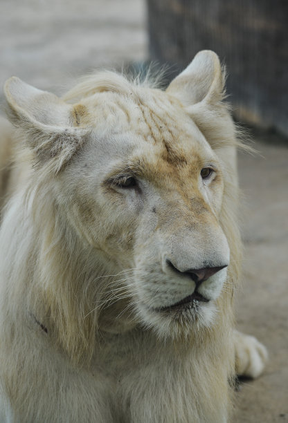 动物园里的一只白狮子图片下载