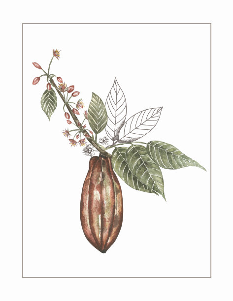 可可荚绿叶海报。超级食物剪纸艺术。水彩手绘花卉插图，可可墙艺术，卡片设计图片下载