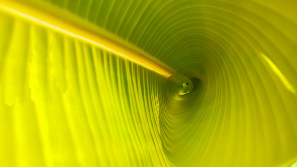 极简主义，绿色植物背景。图片下载