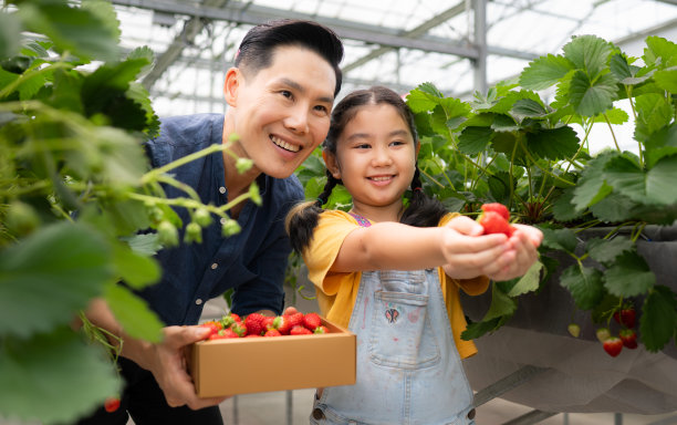 一对父女参观一个封闭农场的有机草莓园。一起摘草莓玩得开心。图片下载