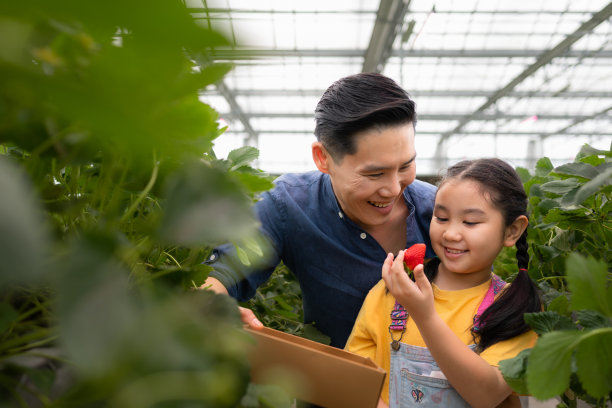 一对父女参观一个封闭农场的有机草莓园。一起摘草莓玩得开心。图片下载