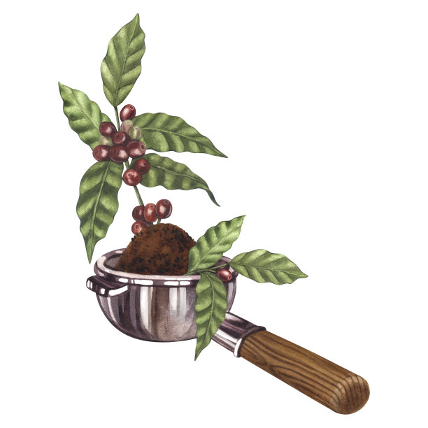 水彩咖啡过滤器和红色阿拉比卡咖啡豆在树枝上与浆果。手绘插图孤立在白色背景。完美的食物菜单，咖啡厅概念，餐厅元素，烹饪图片下载