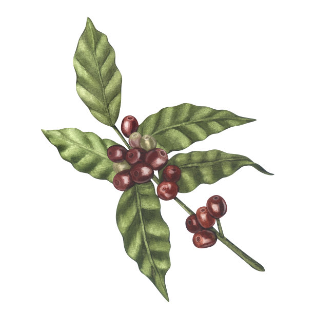 红色阿拉比卡咖啡豆的水彩画。手绘插图孤立在白色背景。完美的食物菜单，咖啡厅概念，餐厅元素，食谱书，烹饪图片下载